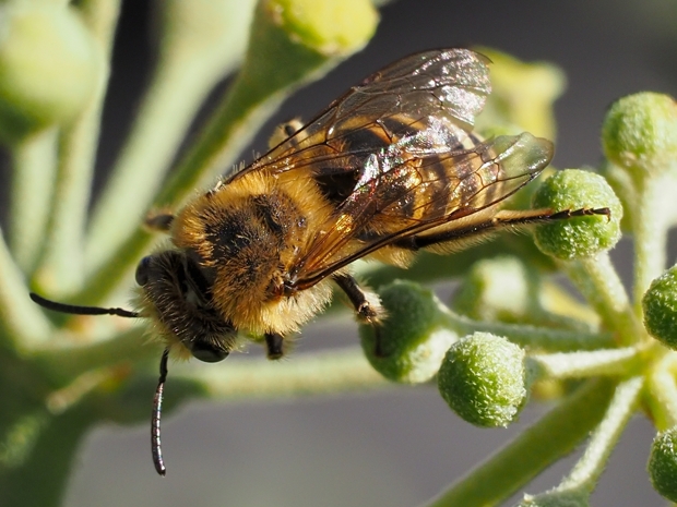 image-10731569-Sandbiene02A1625-c9f0f.w640.jpg