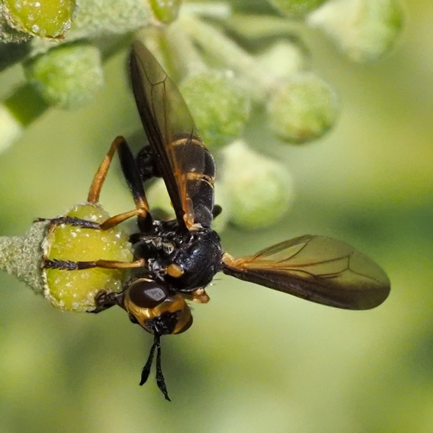 image-10742690-02Raubfliege01C2021-9bf31.jpg?1601411386815