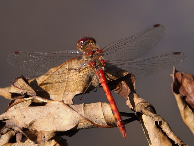 image-10735148-07HeidelibBO1005-45c48.jpg?1601065677439