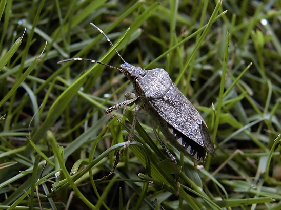 image-10750910-01GraueGWS4090-16790.jpg?1601760730590