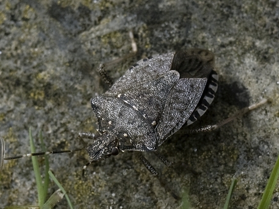 image-10750916-03GraueGWVL0240-16790.jpg?1601760827187