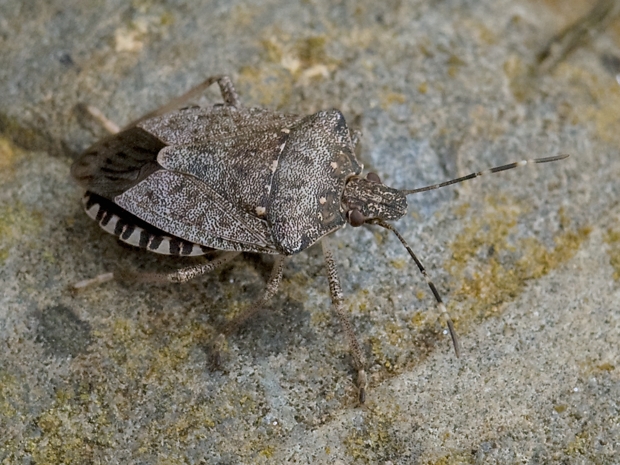 image-10750919-04GraueGWVL0236-16790.jpg?1601760908635