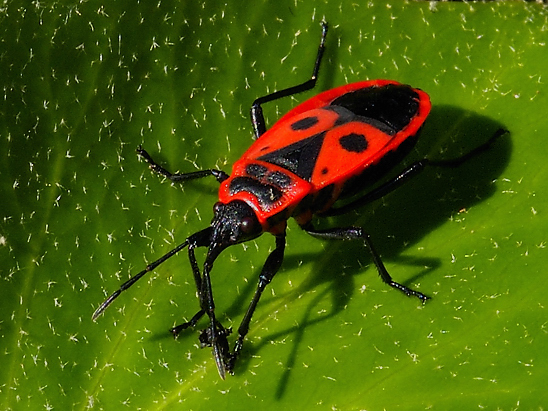 image-10753865-03FeuerwanzeSO0077-6512b.jpg?1601848050328