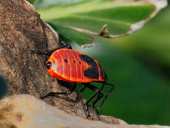 image-10753868-02FeuerwanzeOO2442-9bf31.jpg?1601848105595