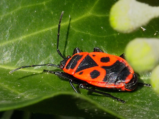 image-10753871-04FeuerwanzeSO0066-6512b.jpg?1601848171269