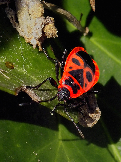 image-10753892-07FeuerwanzeSO0035-c20ad.jpg?1601848405534