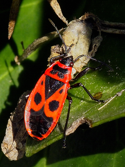 image-10753895-08FeuerwanzeSO0042-aab32.jpg?1601848538081