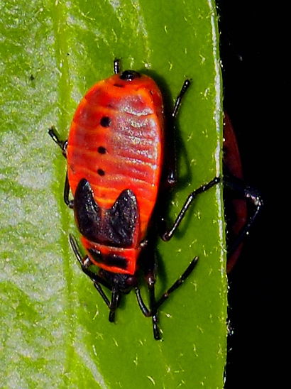 image-10753898-09FeuerwanzeSO0034-c9f0f.jpg?1601848609308