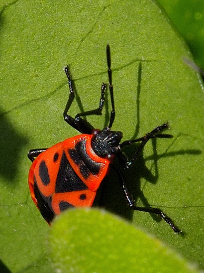 image-10753901-10FeuerwanzeSO0049-9bf31.jpg?1601848681366