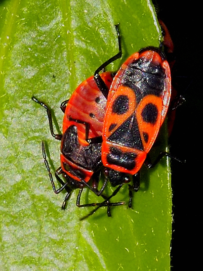 image-10753904-11FeuerwanzeSO0051-aab32.jpg?1601848752067