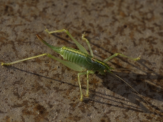 image-10755974-02HeupferdPE1351-16790.jpg?1601929085639