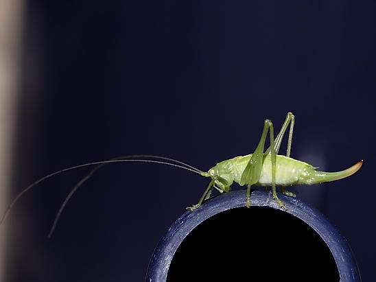 image-10755977-03HeupferdPE1331-8f14e.jpg?1601929151341