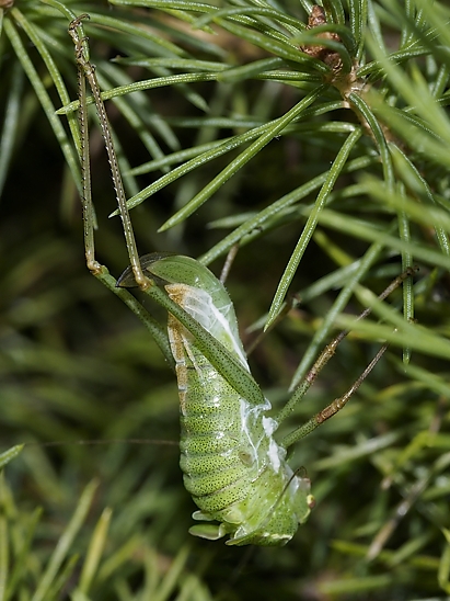 image-10755992-06HPferdNE1168-9bf31.jpg?1601929310330