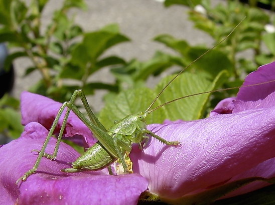 image-10756007-07HPferd3378-c20ad.jpg?1601929365229