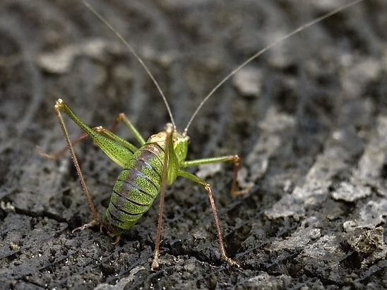 image-10756034-04HeugUL0211-6512b.jpg?1601929950682