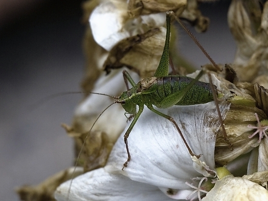 image-10756049-08HeugUL0175-9bf31.jpg?1601930123535