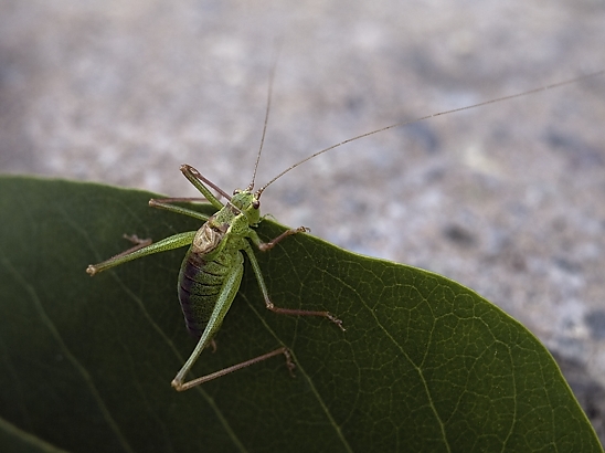 image-10756055-09HeugUL0190-6512b.jpg?1601930194830