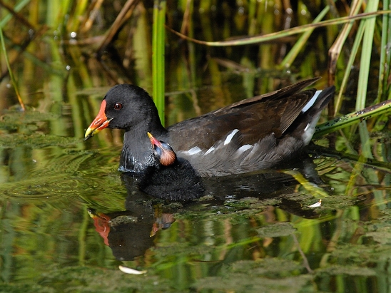 image-10767386-03Teichhuhnl4441-16790.jpg?1602451104877