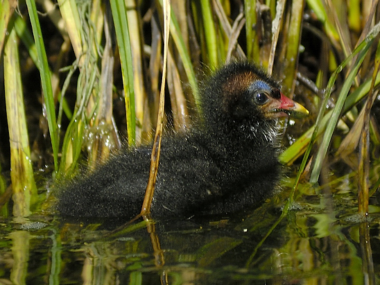 image-10767392-05Teichhuhnl4407-c20ad.jpg?1602451217228