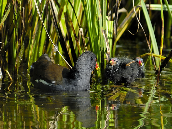 image-10767395-06Teichhuhnl4374-e4da3.jpg?1602451275928