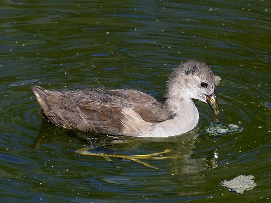 image-10767401-08TeichhuhnAO1902-e4da3.jpg?1602451407487