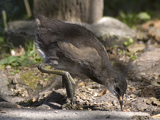 image-10767404-09Teichhjg1000866.1M.-c51ce.jpg?1602451461959