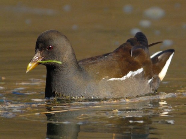 image-10767425-16Teichhc0257-c9f0f.jpg?1602451968203