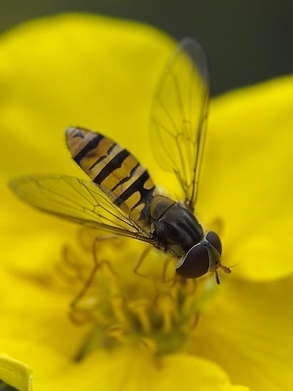 image-10787162-000Hainschwebfliege3-16790.jpg?1603316331948