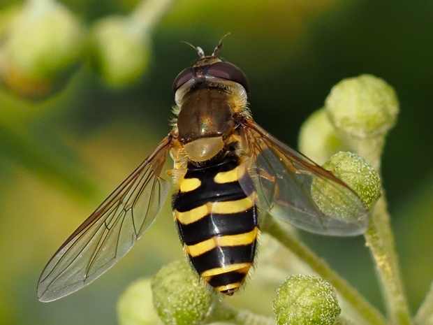 image-10787168-05.2GemGartenSF.K2887-9bf31.jpg?1603316627085