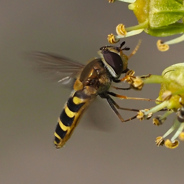 image-10787171-05.3GemGartenSFK2865-e4da3.jpg?1603316682421