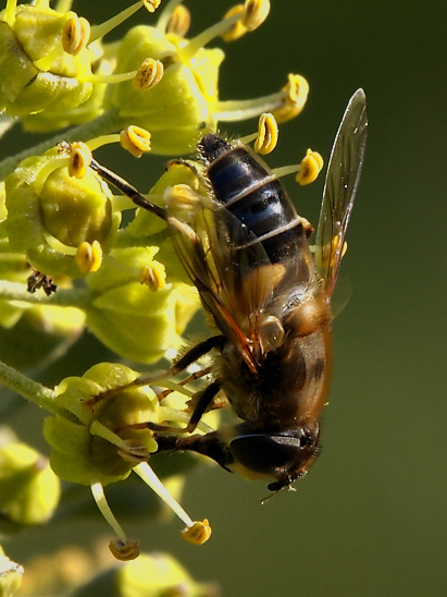 image-10787180-03GartenKeilfleckSWCO0790-16790.jpg?1603317476322