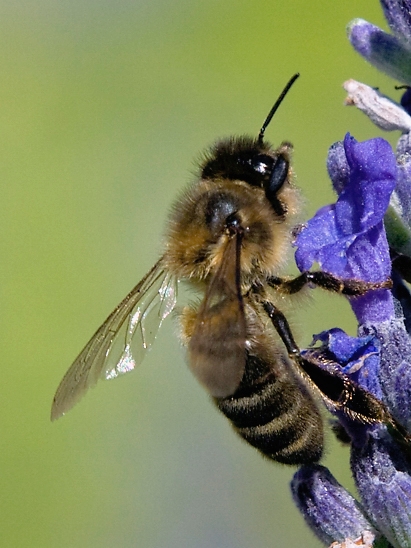 image-10731518-01HonigBFO719-9bf31.jpg?1600893441165