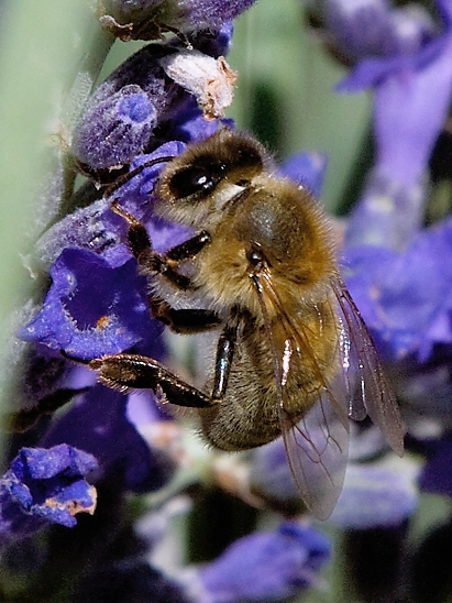 image-10731521-02HBieneL534-45c48.jpg?1600893761014