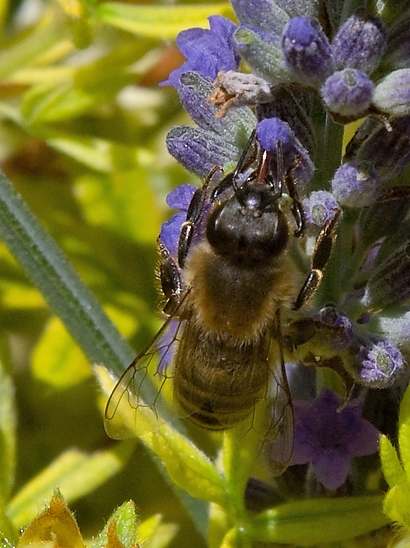 image-10731524-03HonigBL532-d3d94.jpg?1600893810997