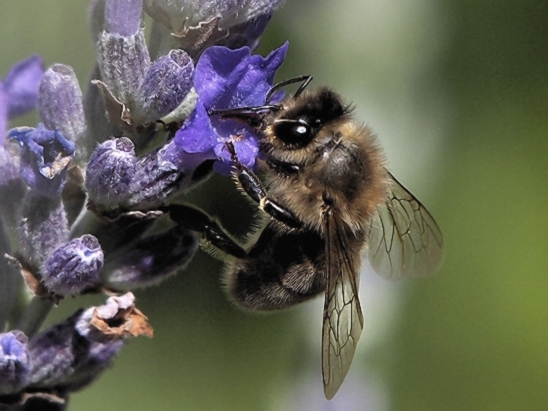 image-10731527-04HBieneL493-c20ad.jpg?1600893872327