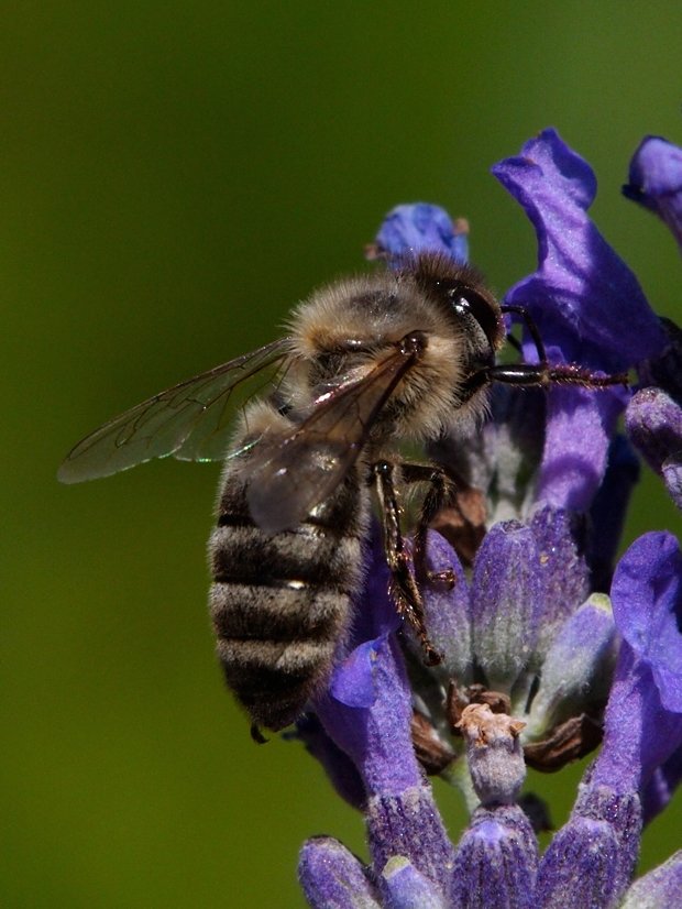 image-10731530-05HBieneL501-c51ce.jpg?1600893938754