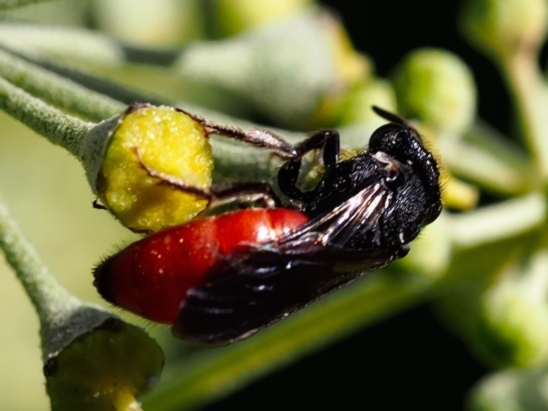 image-10731539-01BlutbienePenI2248-c20ad.jpg?1600894240117