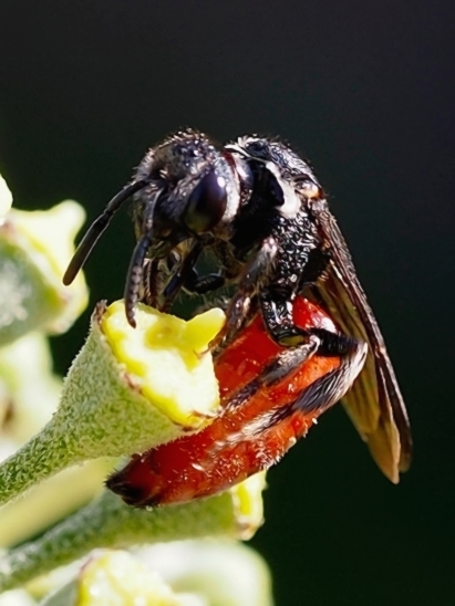 image-10731557-02BlutbienePenI2254-e4da3.jpg?1600894775141