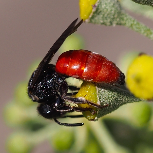 image-10731560-04BlutbienePenI2241-d3d94.jpg?1600894836307