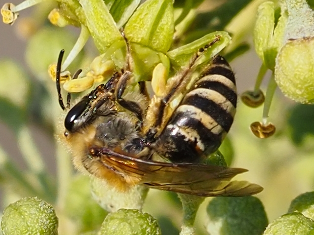 image-10742612-04Sandbiene01A1623-9bf31.jpg?1601408833411