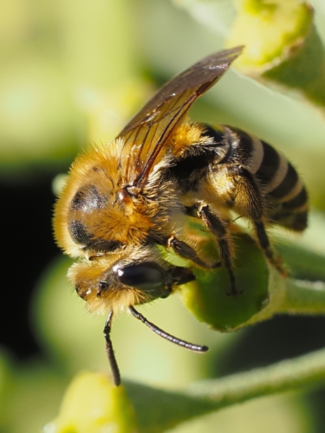 image-10791323-07Sandbiene07C1749-16790.jpg?1603484030629