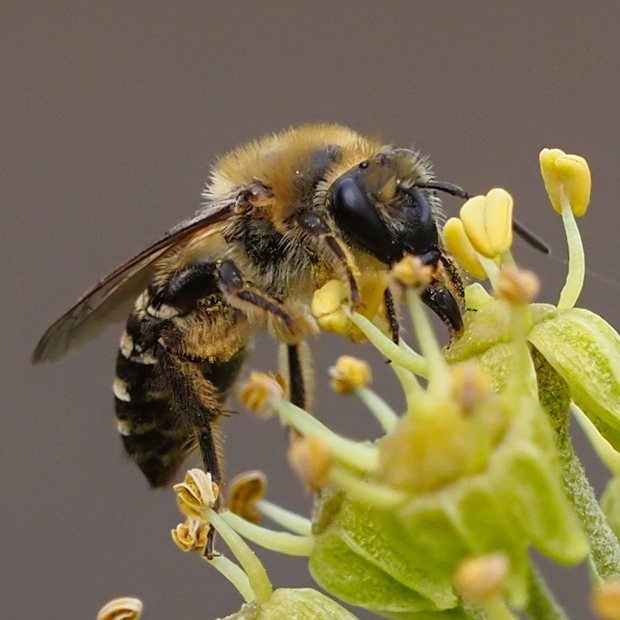 image-10791335-10SandbieneN6099-16790.jpg?1603484235235