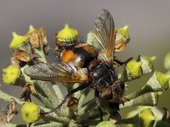 image-10791530-05IgelfliegeXO0238-45c48.jpg?1603487988583