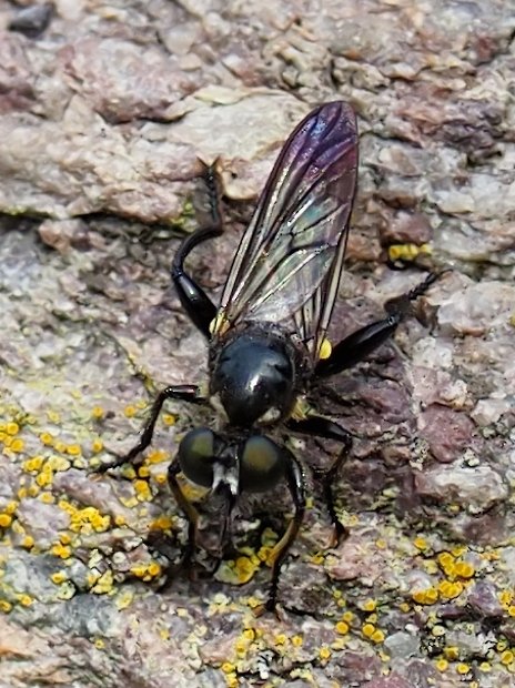 image-10735649-Erdwanzenfliege-aab32.jpg?1601112985764