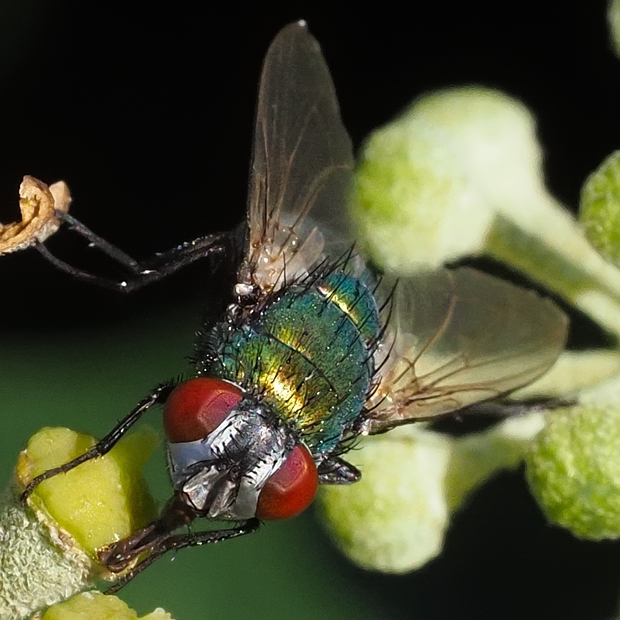 image-10791566-10Goldfliege11.5C1973-6512b.jpg?1603489507553