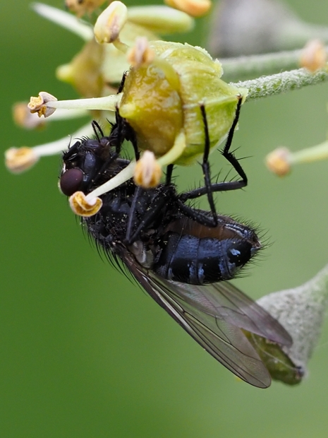 image-10791581-14Schmeissfliege6059-6512b.jpg?1603490110086