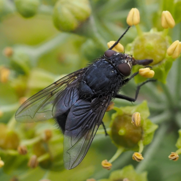 image-10791584-15SchmeissfliegeN6052-c9f0f.jpg?1603490180057