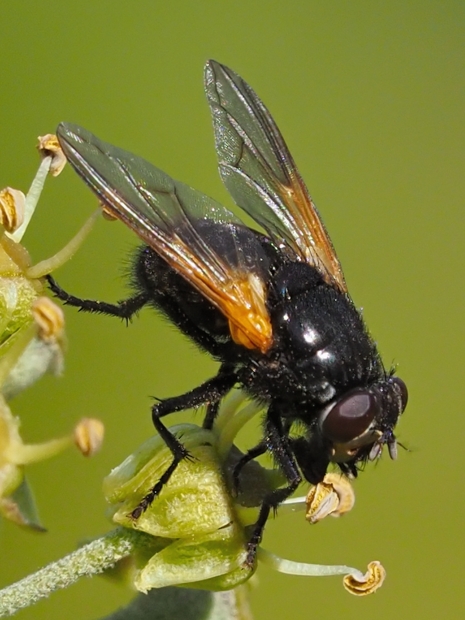 image-10791593-19RinderfliegeN6024-45c48.jpg?1603490485463