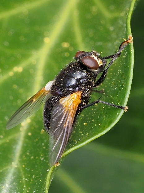 image-10791596-18RinderfliegeN2627-c9f0f.jpg?1603490541196