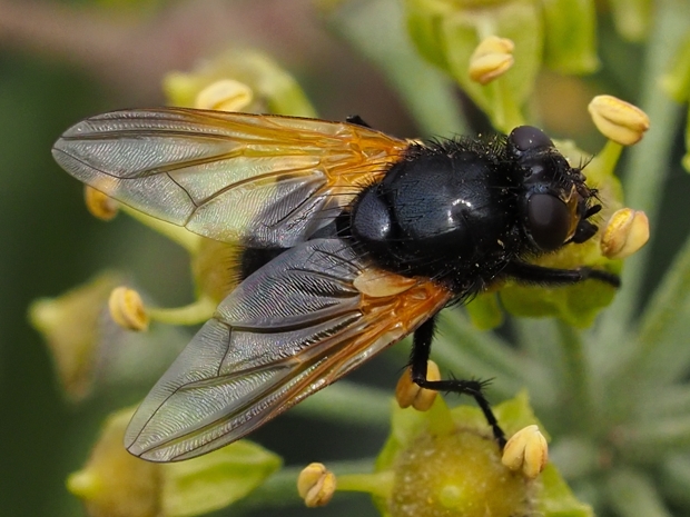 image-10791599-21RinderfliegeN6132-c9f0f.jpg?1603490592658